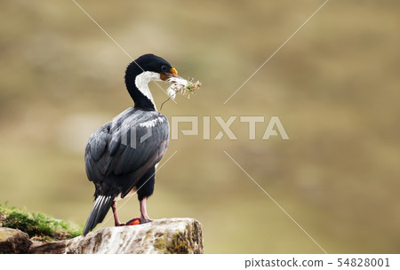 Imperial shag with nesting material in the beak 54828001