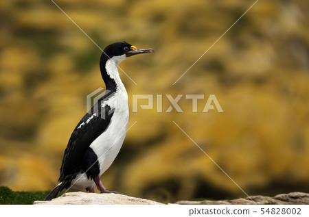 Close-up of an Imperial shag perched on a rock 54828002