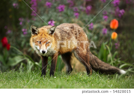 Close up of a red fox among flowers 54828015