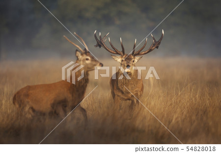Red deer stag chasing a young buck away 54828018