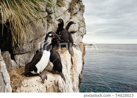 Rock shags nesting on the ledges of steep cliffs Rock shags nesting on the ledges of steep cliffs 54828023