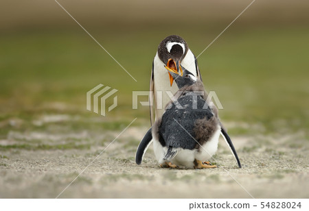 Gentoo penguin feeding chick Gentoo penguin feeding chick 54828024