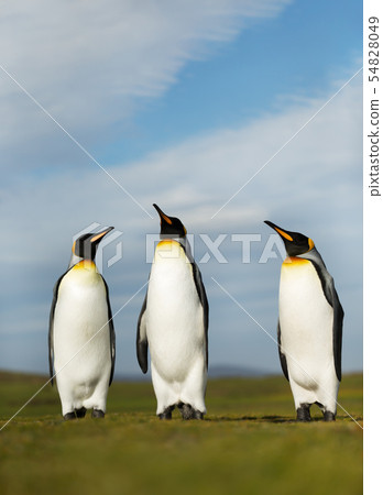 Close up of King penguins on a sunny summer day 54828049