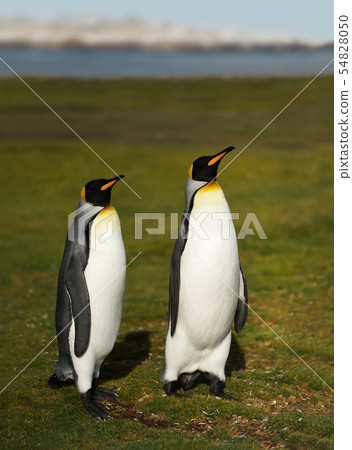 Close up of King penguins in Falkland Islands 54828050