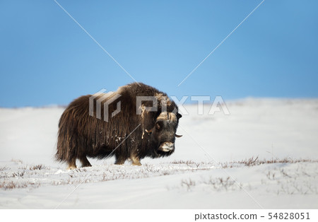 Close up of a male Musk Ox in winter Close up of a male Musk Ox in winter 54828051