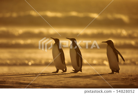 King penguins standing on a sandy coast at sunrise King penguins standing on a sandy coast at sunrise 54828052