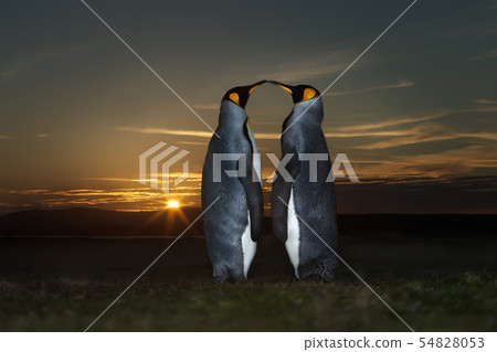 Close up of two King penguins at sunset Close up of two King penguins at sunset 54828053