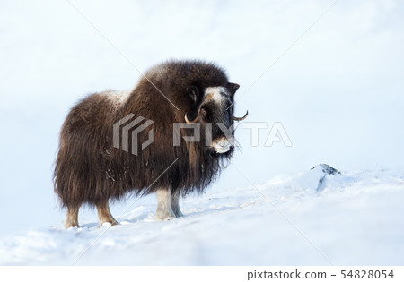 Close up of a Musk Ox in Winter Close up of a Musk Ox in Winter 54828054