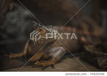 the head of the monitor lizard tracking the target the head of the monitor lizard tracking the target 54828390