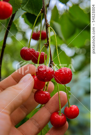 Farmer's hand with bunch of fresh red cherries 54828804
