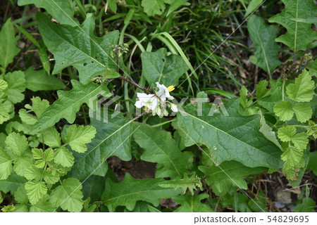 Flowers of Walnut Vi Flowers of Walnut Vi 54829695