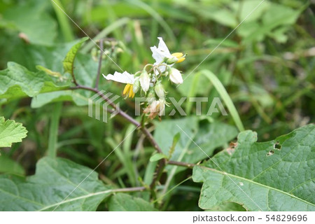 Flowers of Walnut Vi 54829696