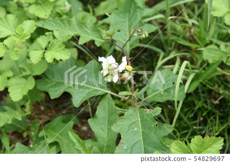 Flowers of Walnut Vi Flowers of Walnut Vi 54829697