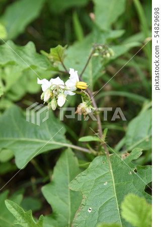 Flowers of Walnut Vi 54829698