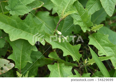 Flowers of Walnut Vi 54829699