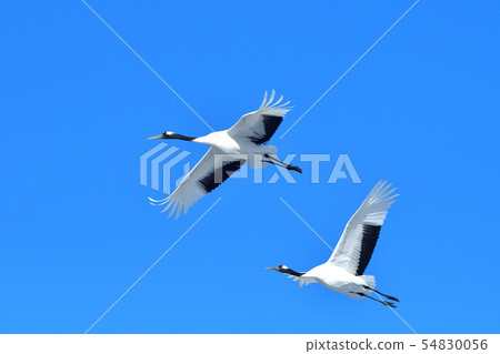 Tandem couple 54830056