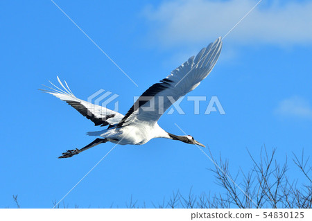 Dandoral cranes 54830125