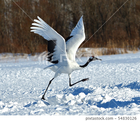 Dandoral cranes Dandoral cranes 54830126