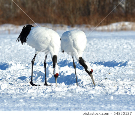 Dandoral起重機 54830127