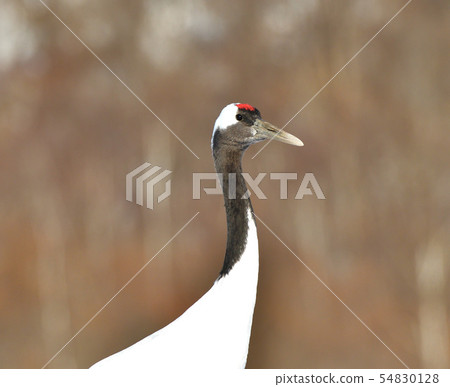 Dandoral起重機 54830128