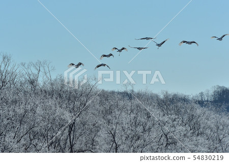 Flight of Dan Tong Flight of Dan Tong 54830219