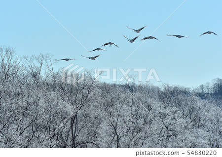 Flight of Dan Tong Flight of Dan Tong 54830220