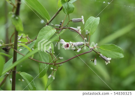 Hexokazura花 Hexokazura花 54830325