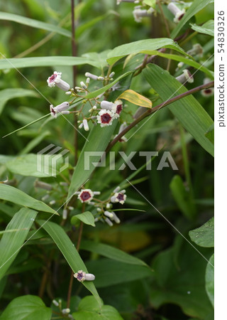 Hexokazura花 Hexokazura花 54830326