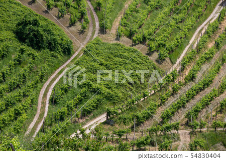 Paths between the vineyards Paths between the vineyards 54830404