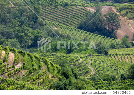 Green hills and valleys with vineyards of Prosecco 54830405