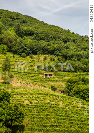 Green hills and valleys with vineyards of Prosecco 54830412