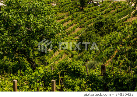 Green hills and valleys with vineyards of Prosecco Green hills and valleys with vineyards of Prosecco 54830422