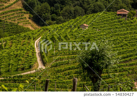 The road between the vineyards in the Prosecco 54830427