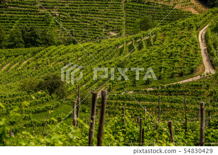 The road between the vineyards in the Prosecco 54830429
