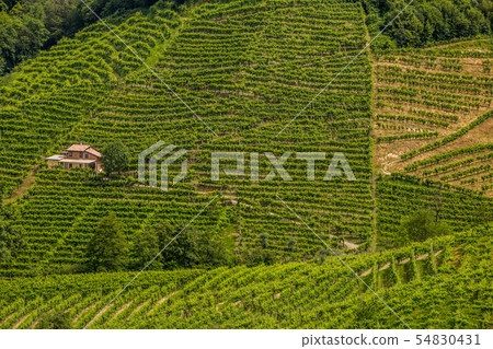 Green hills and valleys with vineyards of Prosecco 54830431