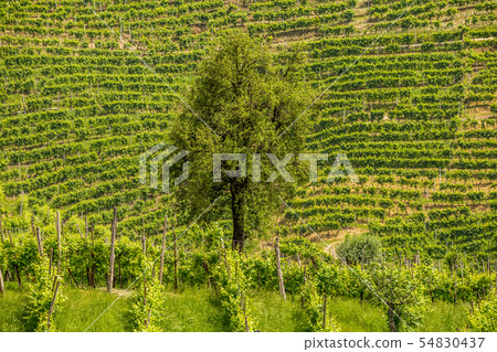 Green hills and valleys with vineyards of Prosecco 54830437