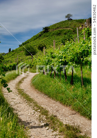 Path to vineyards under hills in the Valdobbiadene Path to vineyards under hills in the Valdobbiadene 54830462