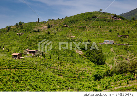 Green hills and valleys with vineyards of Prosecco 54830472