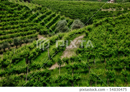 Vineyards on the slopes of the hills Vineyards on the slopes of the hills 54830475