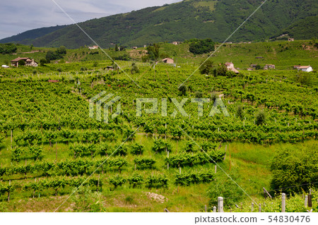 Vineyards on the slopes of the hills Vineyards on the slopes of the hills 54830476