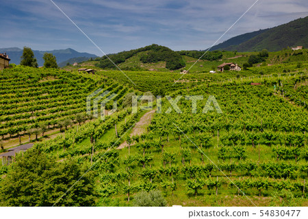 Vineyards on the slopes Vineyards on the slopes 54830477