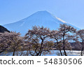 盛開的湖Tanuki 54830506