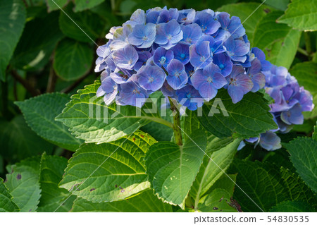 Penny mac, Hydrangea macrophylla 54830535