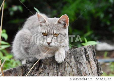 Cat  54831056