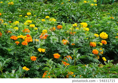 Marigold Marigold 54831715