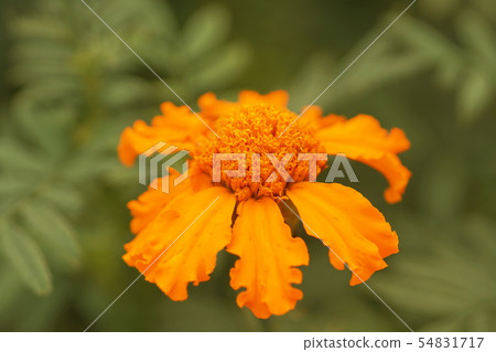 Marigold Marigold 54831717