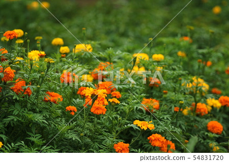 Marigold Marigold 54831720