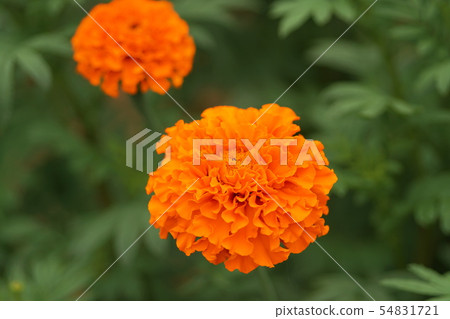 Marigold Marigold Marigold Marigold 54831721