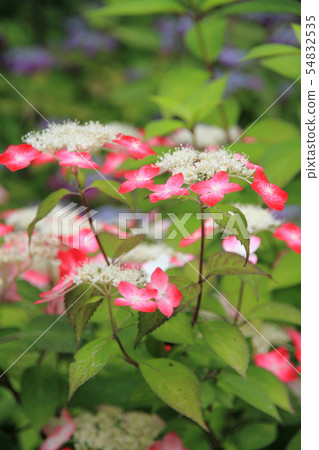 Mountain hydrangea does not turn red Mountain hydrangea does not turn red 54832535