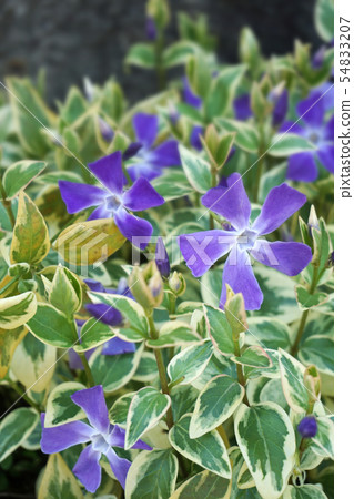 Furi Tsurunichinissi 54833207